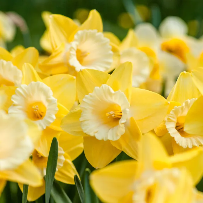 cancer-daffodils